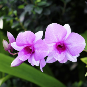 Concime-orchidee-in-bastoncini-30pz 2