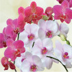 Terriccio per orchidee Phalaenopsis 2L