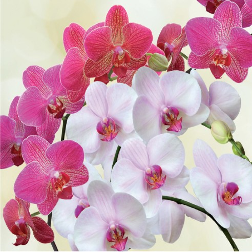 Terriccio per orchidee 5L substrato...
