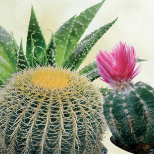 Terriccio per piante grasse 5 L Flortis con Sabbia e Lapillo 2