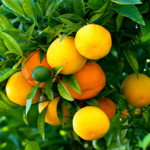 Concime per agrumi biologico 1kg 2