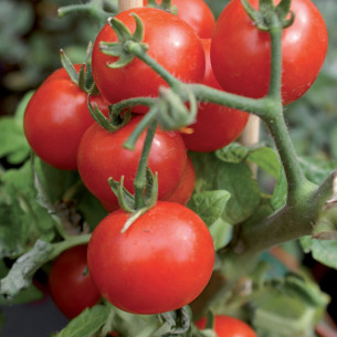 Ossicloruro di rame concime in polvere bagnabile 250g Flortis 2
