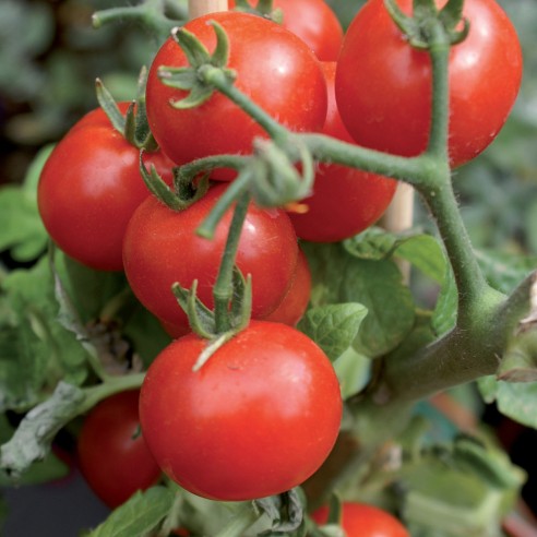 pomodori grappolo