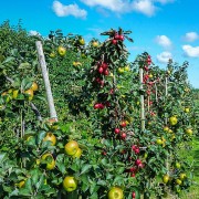 frutta