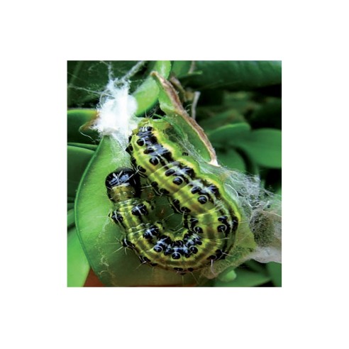 Piralide del bosso larva