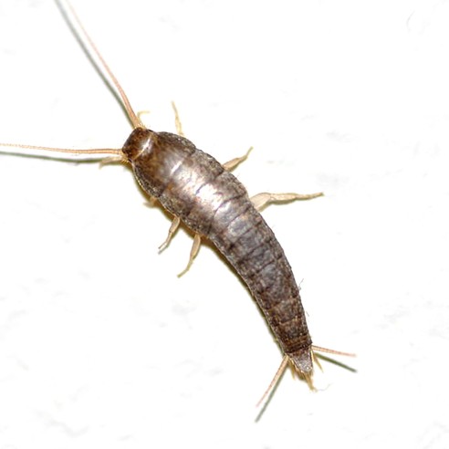 pesciolino argento