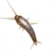 pesciolino argento