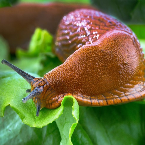 lumaca