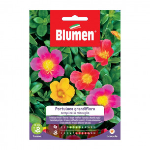 Seme Portulaca grandiflora semplice Blumen