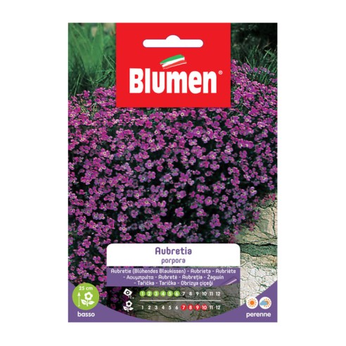 Semi Aubretia porpora Blumen