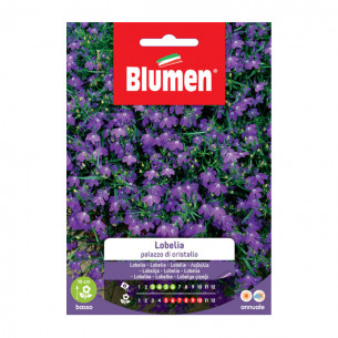 Semi Lobelia Blumen