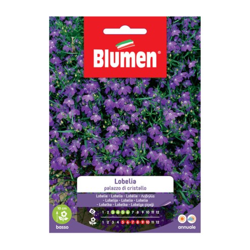 Semi Lobelia Blumen