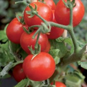 Concime in polvere ossicloruro di rame 30% con boro 1kg