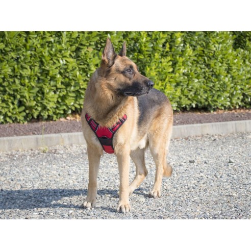 Pettorina-imbracatura-rifrangente-per-cani