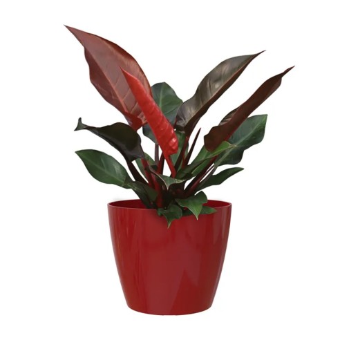 Portavaso da interno per piante e fiori Sanremo rosso scuro lucido Artevasi