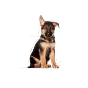 Royal Canin Puppy Maxi alimento secco cane 15 kg