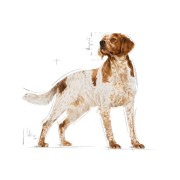 Royal Canin Medium Adult alimento secco cane