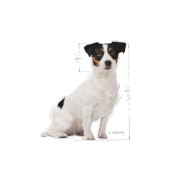 Royal Canin Mini Adult 8+ alimento secco cane
