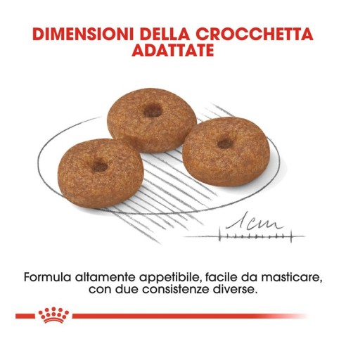 Royal Canin Mini Ageing 12+ alimento secco cane crocchette