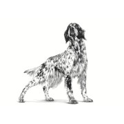 Royal Canin Hypoallergenic alimento secco cane 2 kg