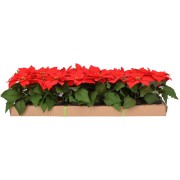 Stella di Natale H 19 cm rosso H&S MT1000020 Yagos.it