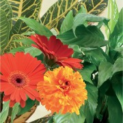 Concime Universale liquido Sprint 1000 g piante verdi e da fiore