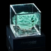 Rosa stabilizzata FlowerCube 6x6 in cubo trasparente