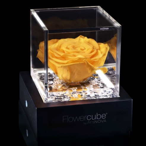 Rosa stabilizzata FlowerCube 6x6 in cubo trasparente giallo