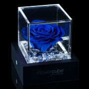 Rosa stabilizzata FlowerCube 6x6 in cubo trasparente blu