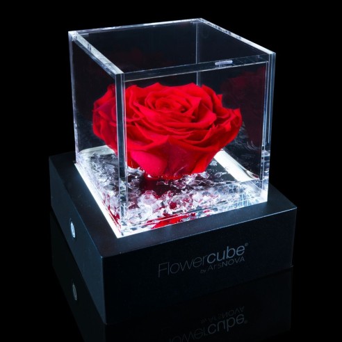 Rosa stabilizzata FlowerCube 6x6 in cubo trasparente rosso