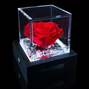Rosa stabilizzata FlowerCube 6x6 in cubo trasparente rosso
