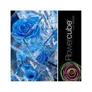 Rosa stabilizzata FlowerCube in cubo trasparente