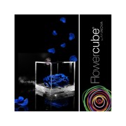 Rosa stabilizzata FlowerCube in cubo trasparente
