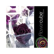 Rosa stabilizzata FlowerCube in cubo trasparente
