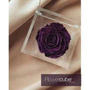 Rosa stabilizzata FlowerCube in cubo trasparente