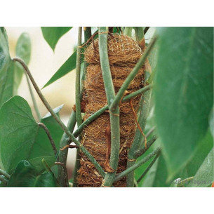 Tutore-muschiato 2